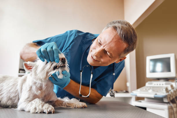 Best Emergency Dentist for Special Needs Patients in Denison, IA